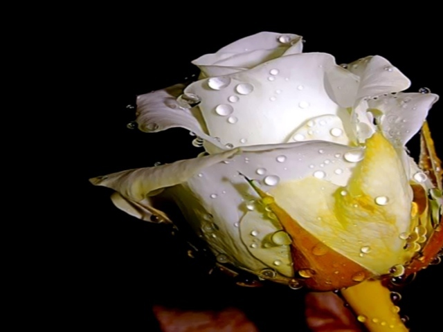 Белая роза в капельках воды