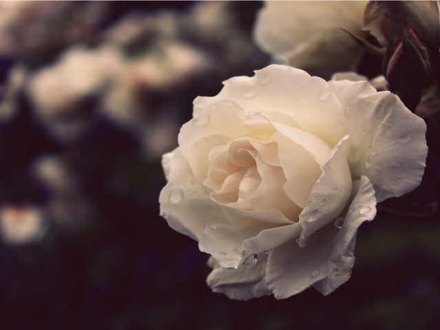 Белая роза вечером в саду