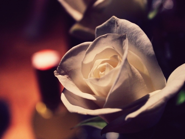 Белая роза вечером в комнате