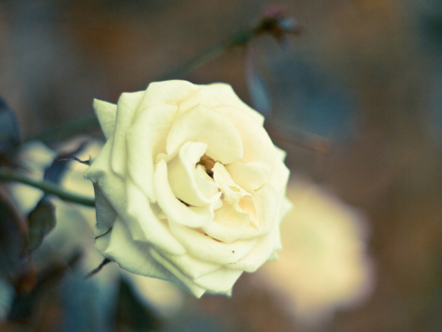 Белая роза в саду на закате