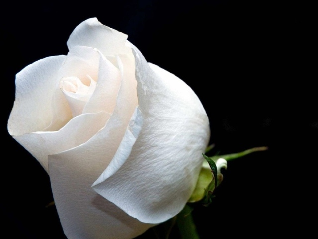 Белая роза на чёрном фоне крупным планом