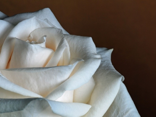 Белая роза на коричневом фоне крупным планом