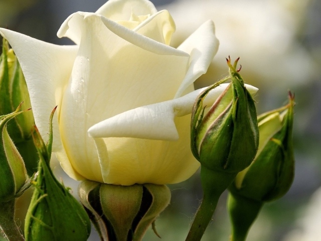 Белые розы цветут в саду