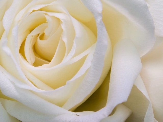 Белые розы крупным планом