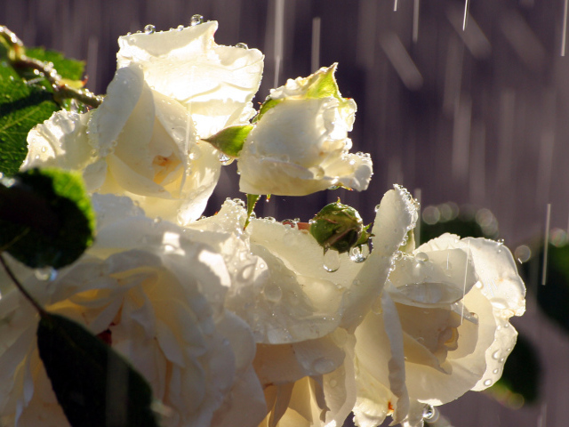 Белые розы под дождём