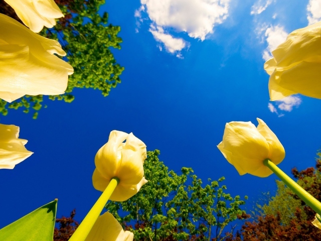 Желтые бутоны на фоне неба
