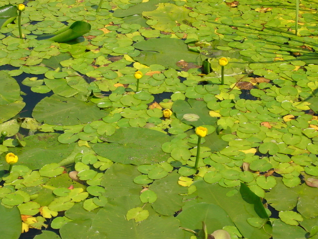 Желтая кубышка на воде