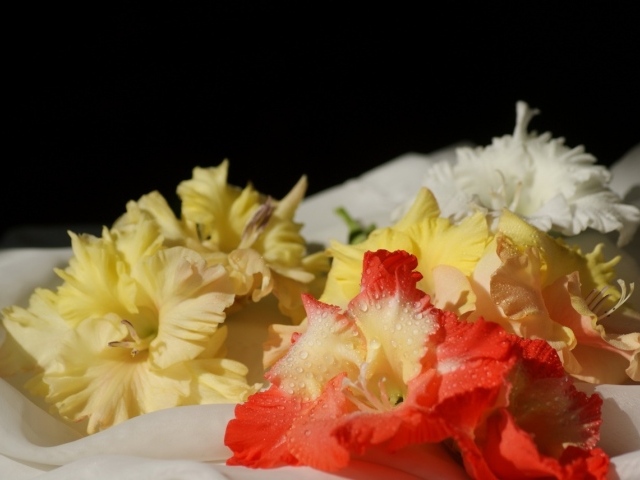 Желтые и красные гладиолусы