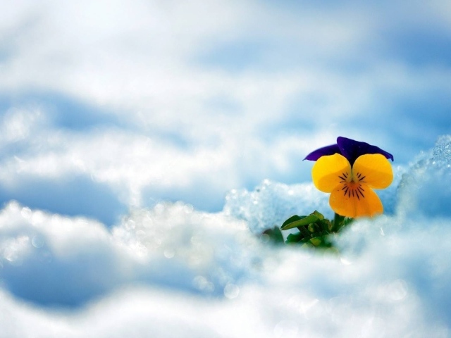 Желтый красивый цветок анютины глазки