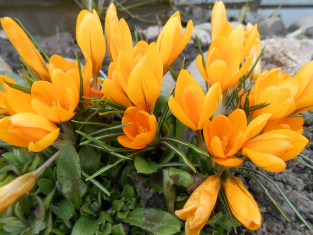 Цветы желтые крокусы на поляне