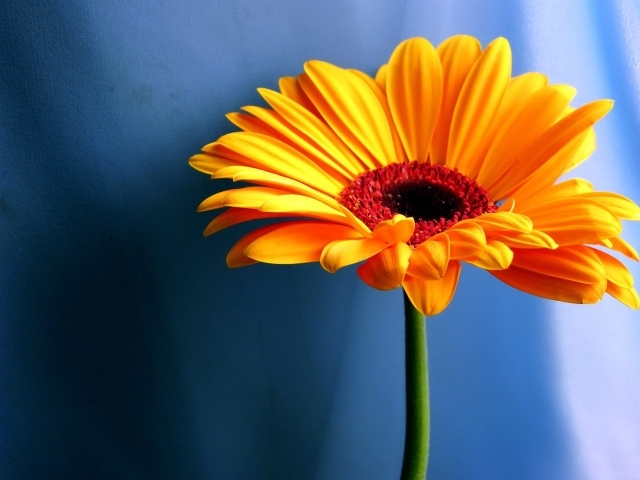 Оранжевая ромашка