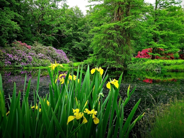 Желтые цветы на берегу озера