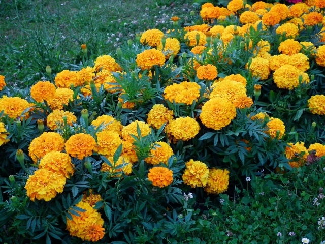 Желтые цветы на природе