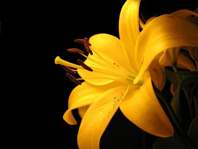 Желтая лилия 