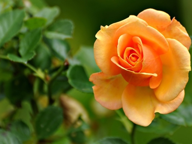 Желто оранжевая роза