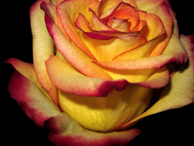 Желто красная роза