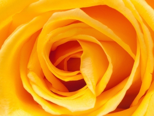 Жёлтая роза, сердцевина