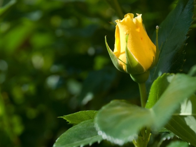 Жёлтая роза цветёт
