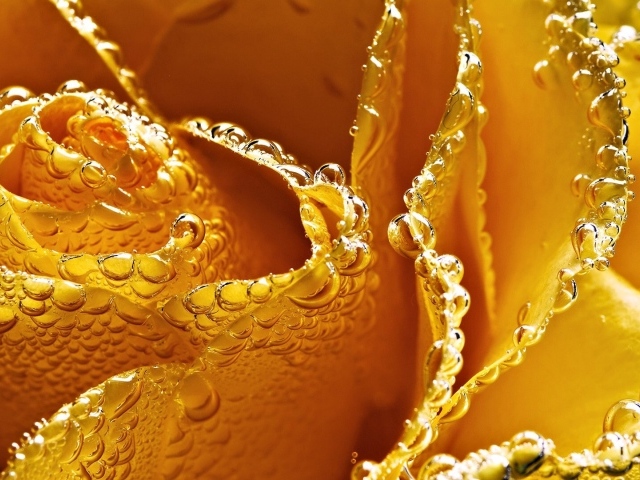 Жёлтая роза в пузырьках воздуха