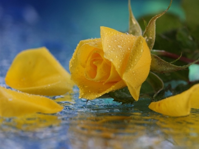 Жёлтая роза в воде