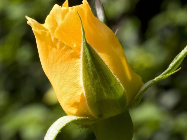 Жёлтая роза на фоне зелени