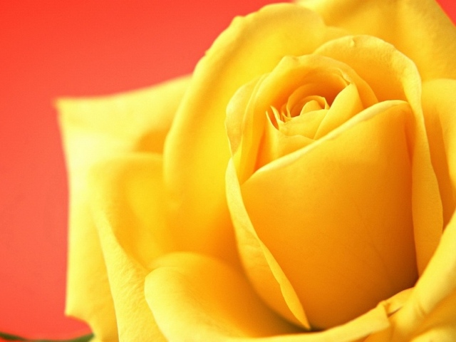 Жёлтая роза на красном фоне
