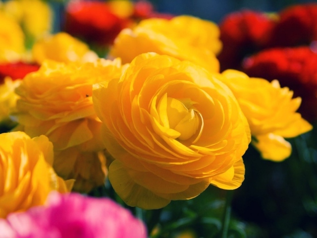 Жёлтые розы распустились в саду