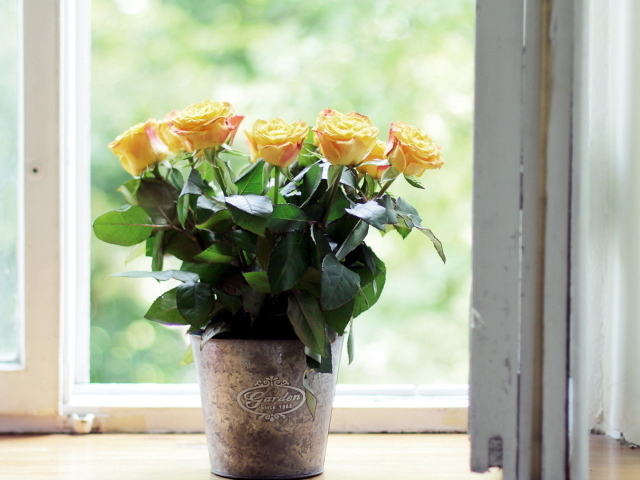 Жёлтые розы в горшке на подоконнике