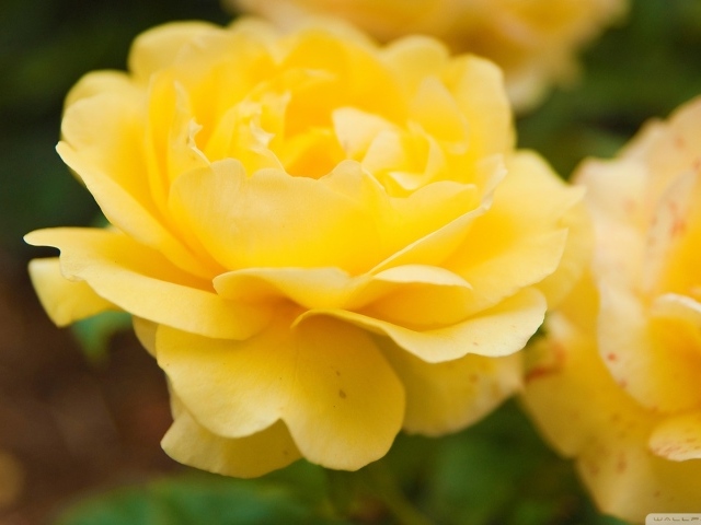 Жёлтые розы в саду