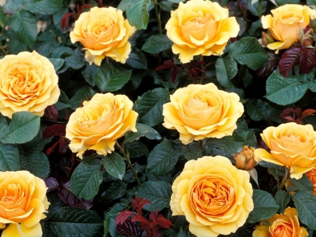 Жёлтые розы на большой клумбе