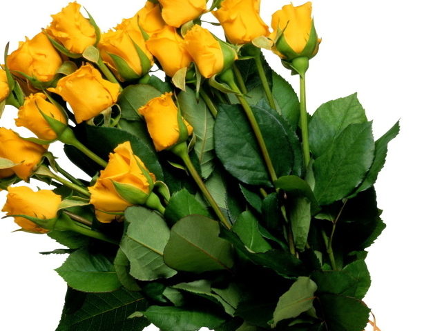 Жёлтые розы на белом фоне