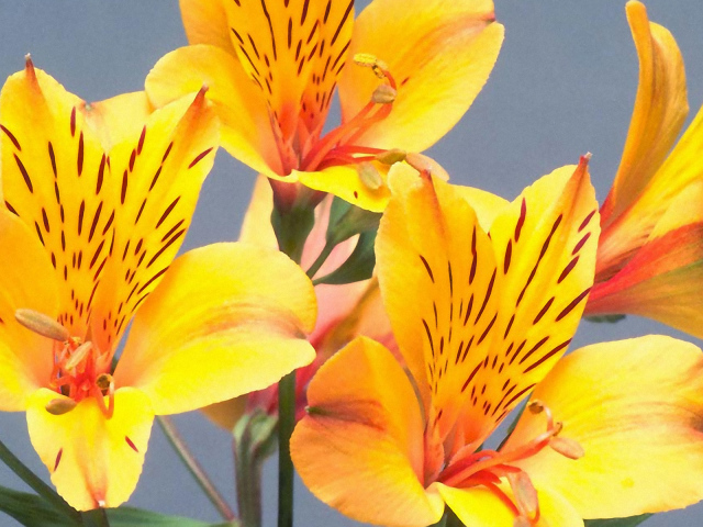 Желтые пятнистые цветы