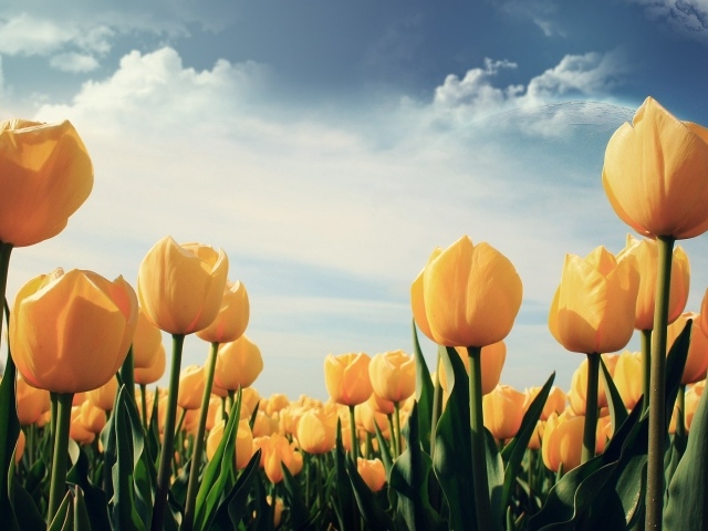 Желтые тюльпаны