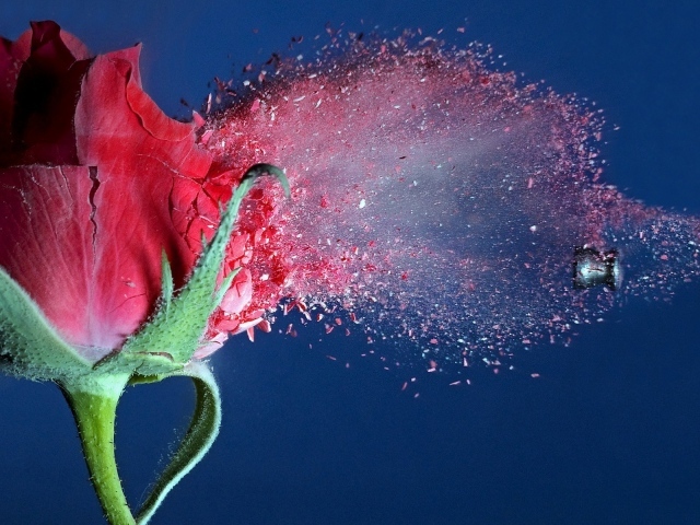 Пуля пробивает розу