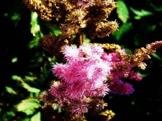 Ветка розовых цветков