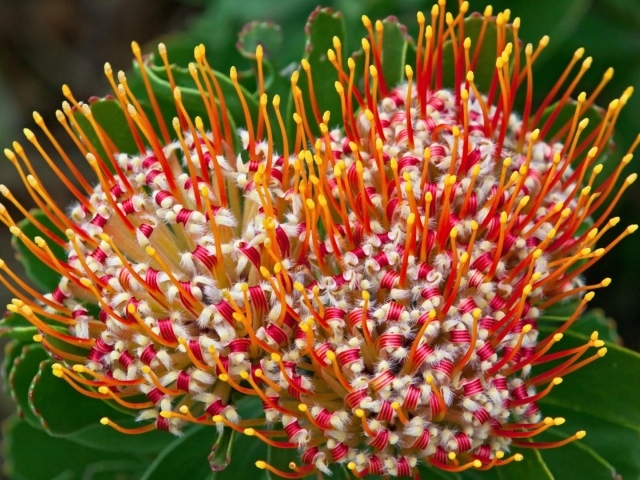 Цветок из Южной африки