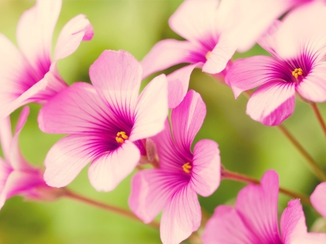 Цветы Вербена