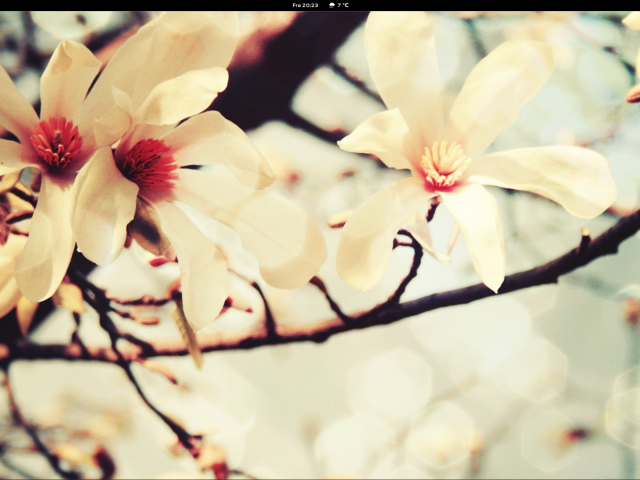 Весной цветут деревья