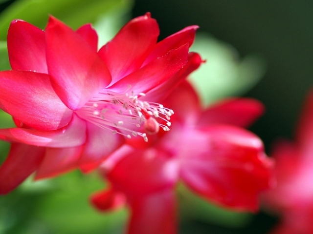 Красный цветок с нежными лепестками
