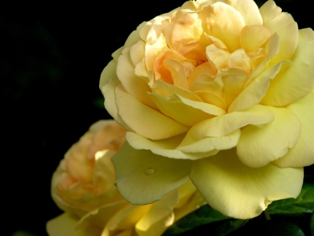 Желтая роза