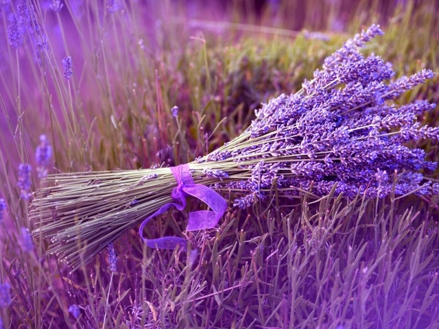 Букет лаванды