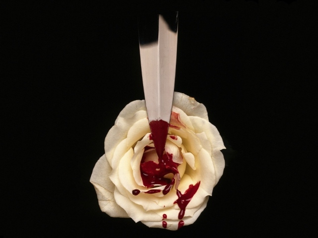 Кровь на белой розе