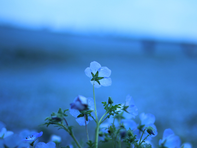 Голубые цветы