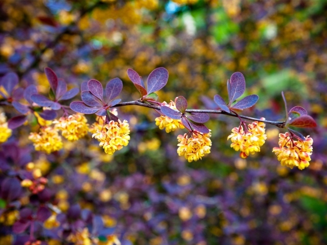 Синие листья и желтые цветы
