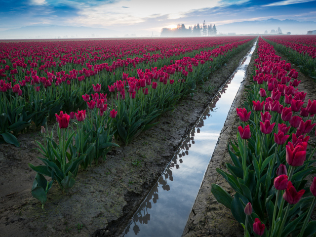 Поле розовых тюльпанов