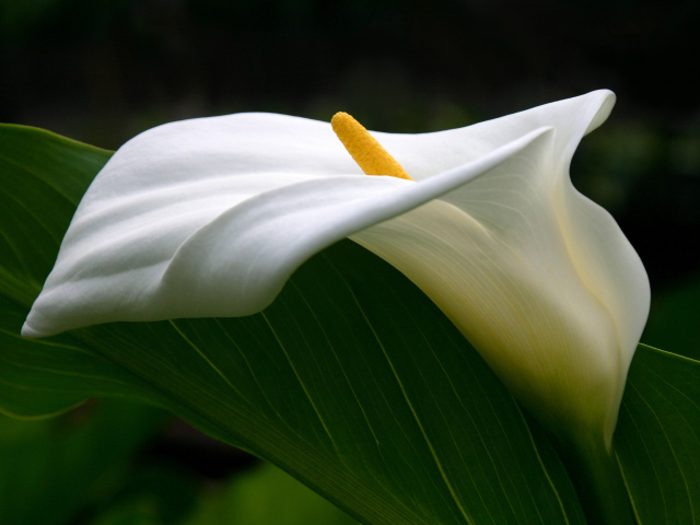 Цветок каллы