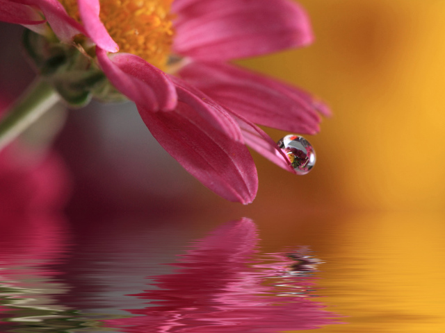 Цветок с каплей воды