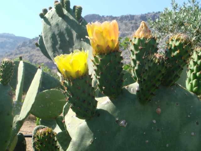 Цветущий кактус