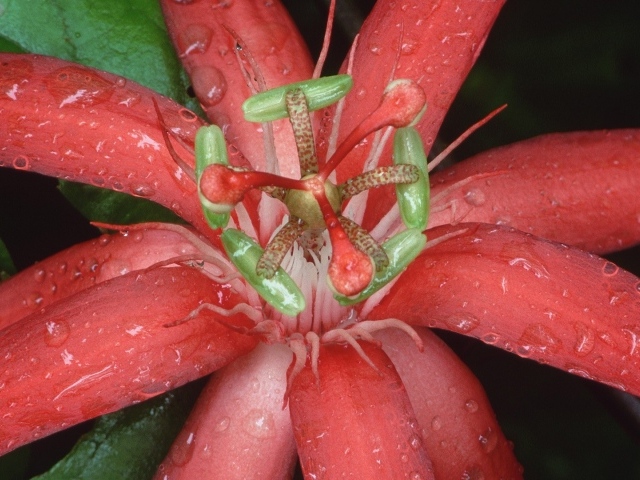 Цветок из Эквадора