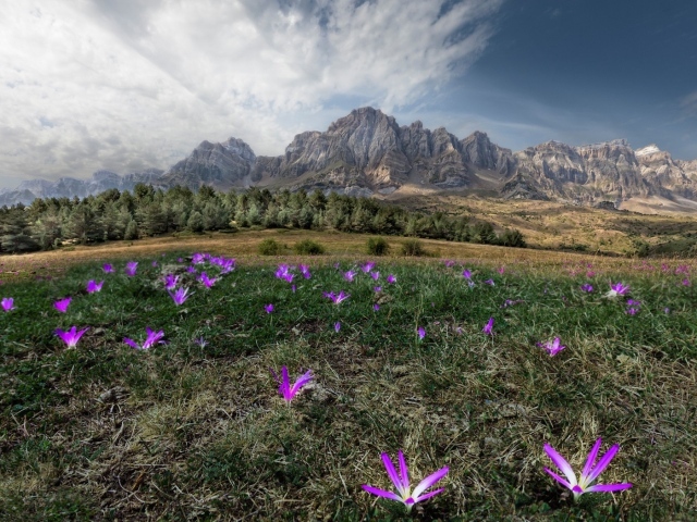 Цветы в горах